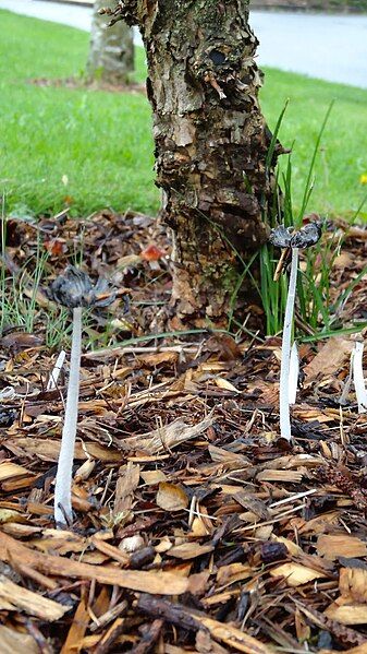 File:Harefoot Mushroom.JPG