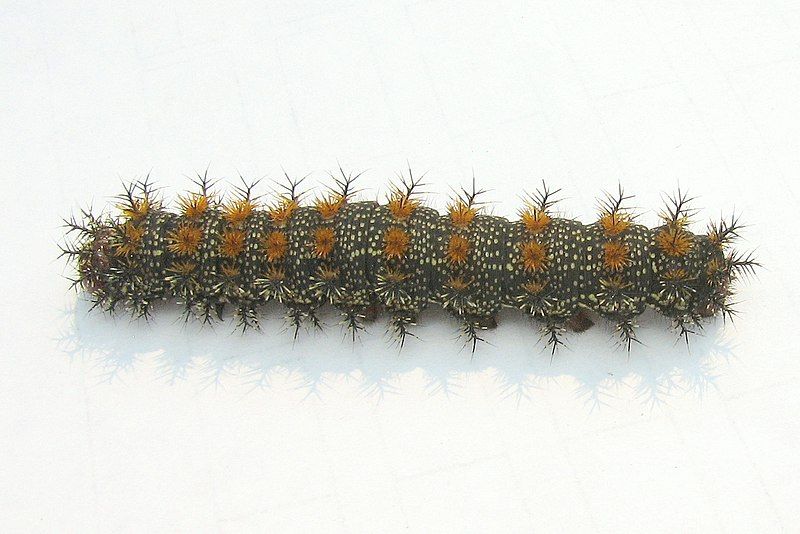 File:Hemileuca lucina larvae.jpg