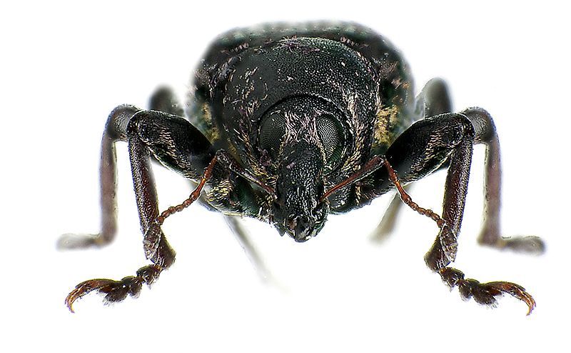 File:Hypera diversipunctata front.jpg