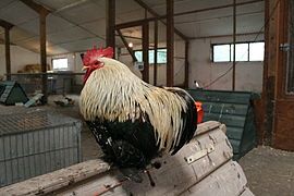 Cochin Bantam cock