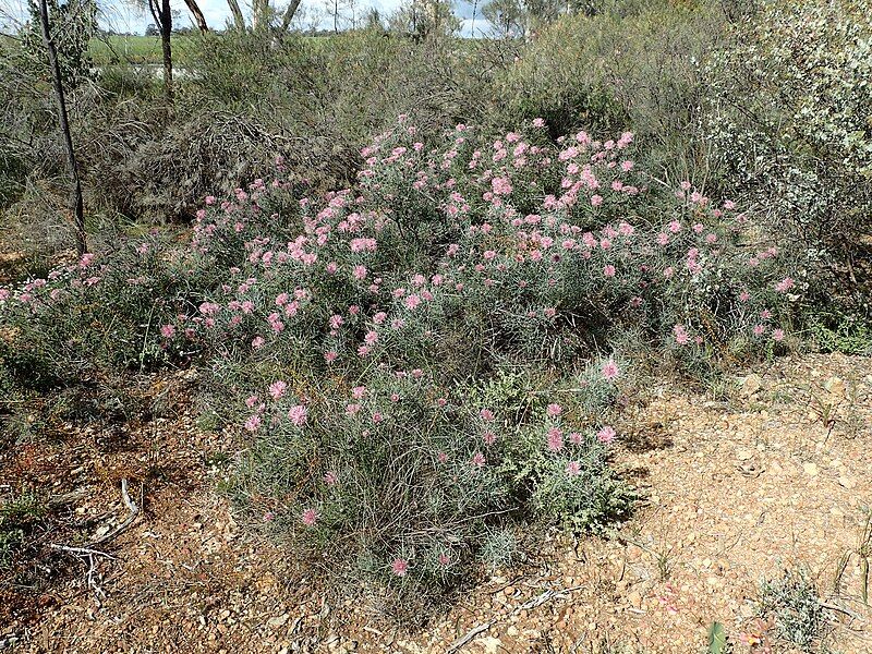 File:Isopogon divergens habit.jpg