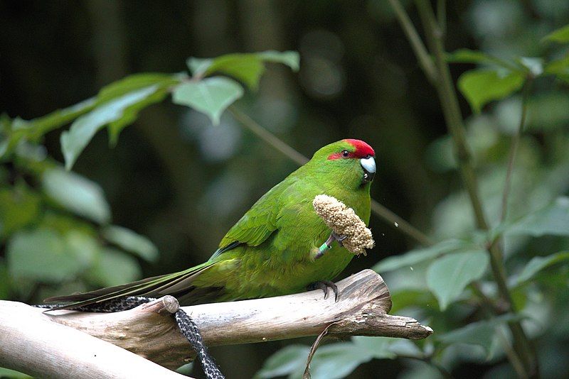 File:Kakariki eating.jpg