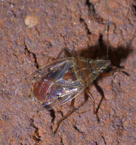 File:Kleidocerys resedae P1650606a.jpg