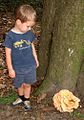 The mushroom, Laetiporus sulphureus in Gadsden Co., Florida.