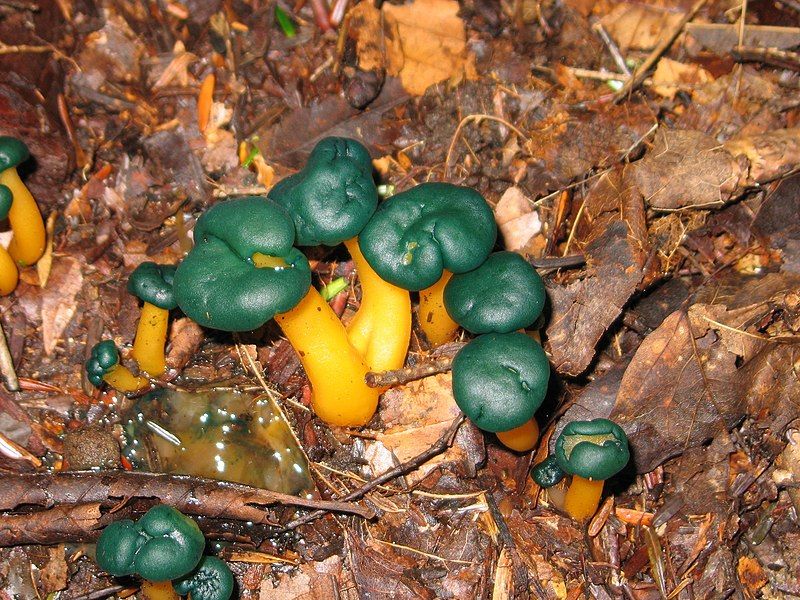 File:Leotia viscosa 20040822.jpg