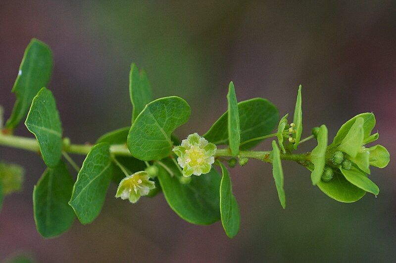 File:Leptopus phyllanthoides.jpg