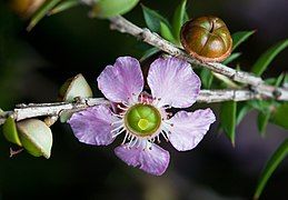 Leptospermum squarrosum