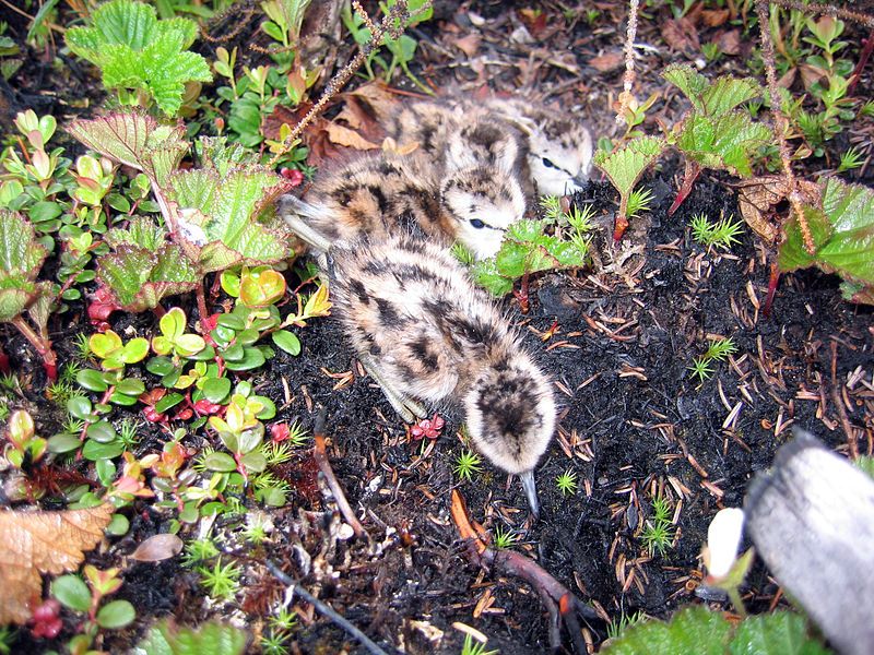 File:Lesser Yellowlegs chicks.JPG