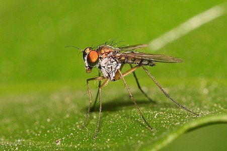 Long legged fly at Dolichopodidae, by Muhammad Mahdi Karim