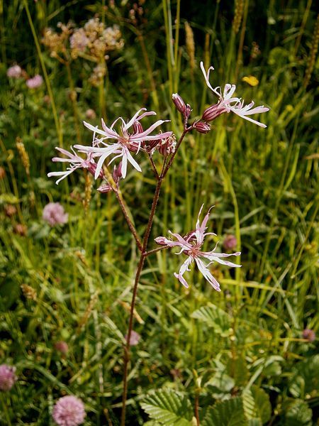 File:Lychnis flos-cuculi002.jpg