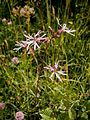 Lychnis flos-cuculi