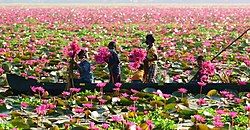 Malarikkal water lily field