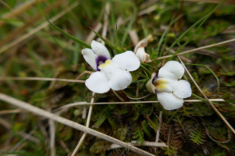 File:Mazus radicans.jpg