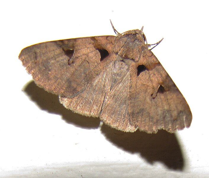 File:Moth 1026.jpg