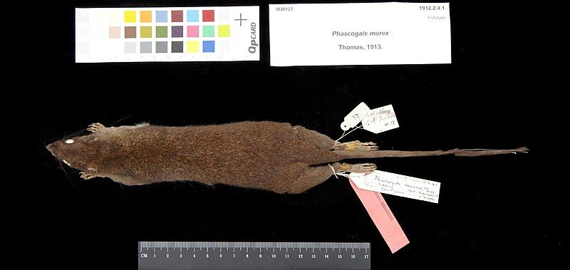 File:Murexia longicaudata.jpg