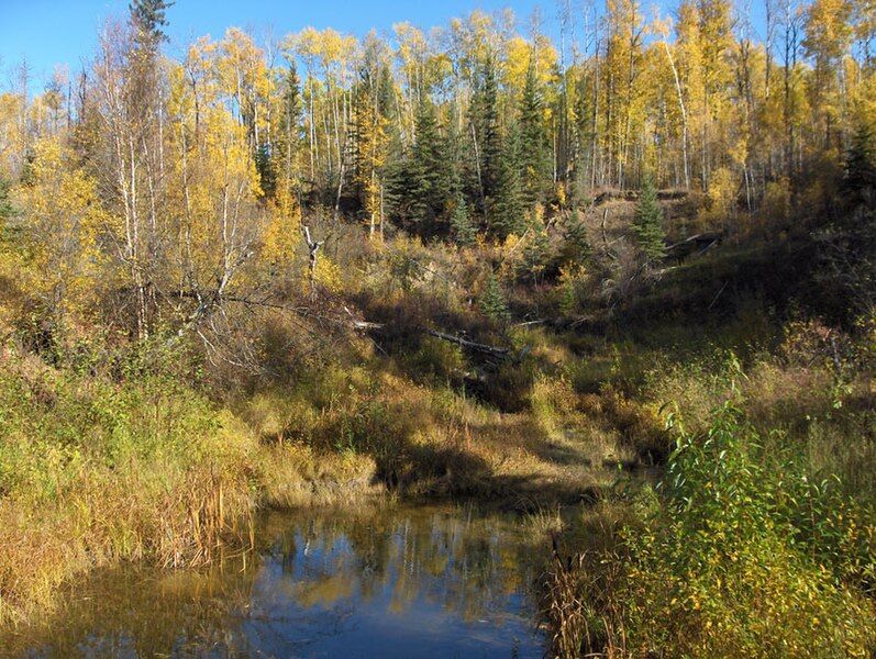 File:Muskeg Creek1.jpg