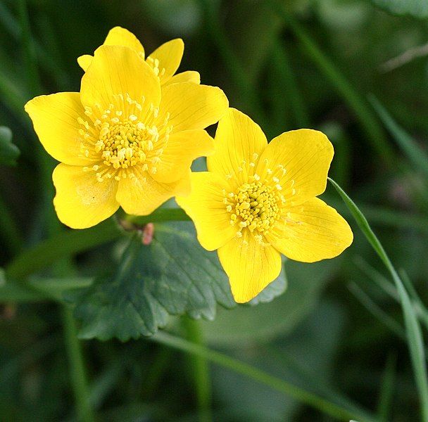 File:N2 Caltha palustris.jpg