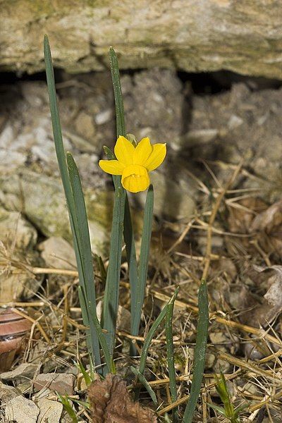 File:Narcissus.calcicola.7113.jpg