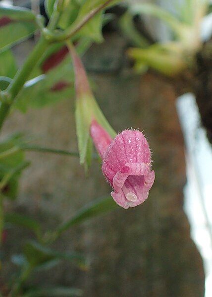 File:Nematanthus fritschii kz01.jpg