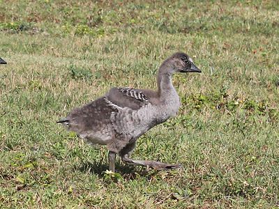 Nene gosling on Kauai