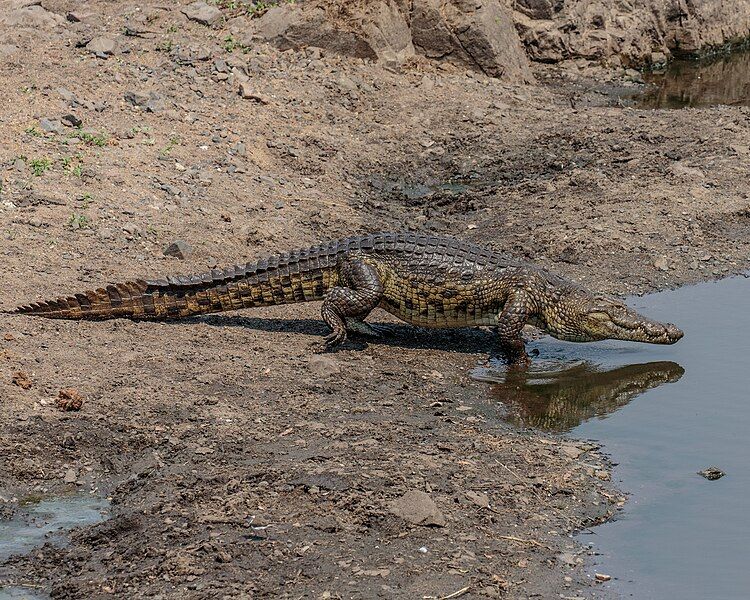 File:Nile Crocodile (44335259425).jpg