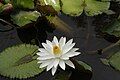 Nymphaea lotus