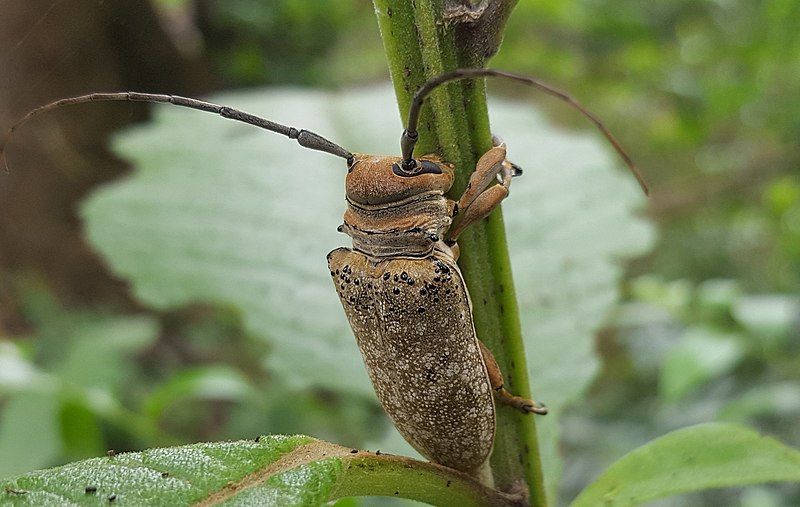 File:Oncideres germarii.jpg