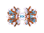 2ib8: Crystallographic and kinetic studies of human mitochondrial acetoacetyl-CoA thiolase (T2): the importance of potassium and chloride for its structure and function