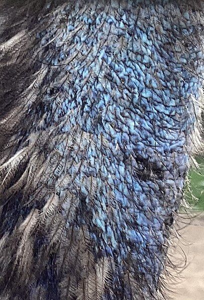 File:Pale Emu Blues.jpg