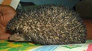 Brown hedgehog