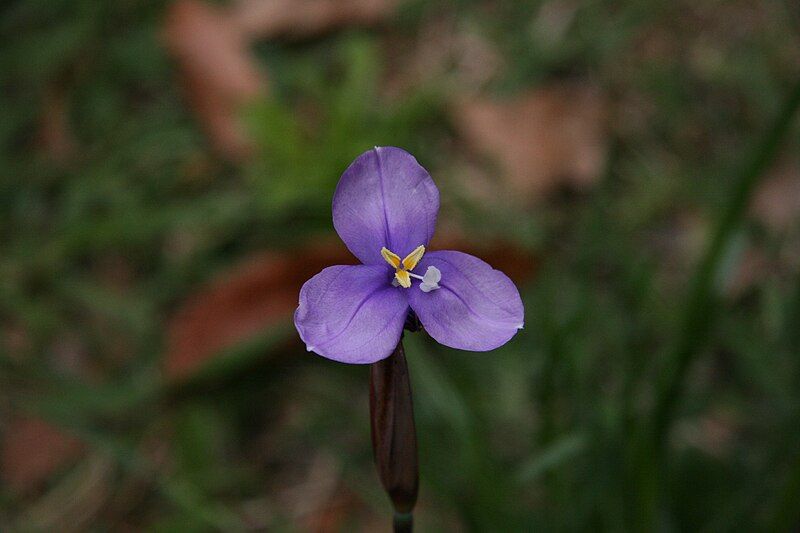 File:Patersonia fragilis.jpg