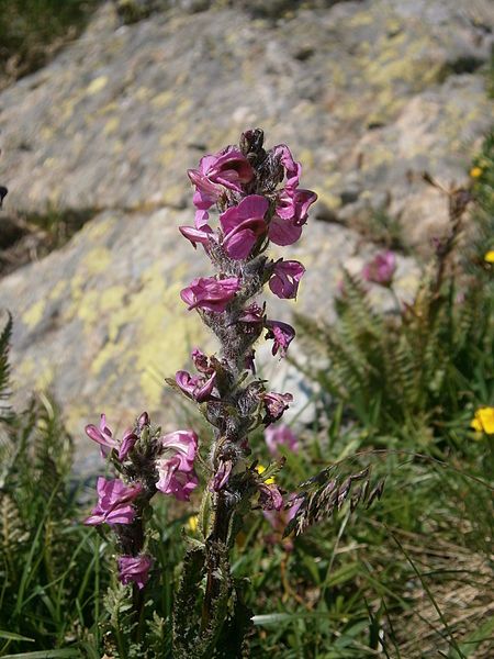 File:Pedicularis rostratospicata 002.jpg