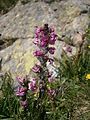 Pedicularis rostratospicata