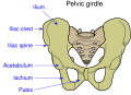 The two circles at the bottom are the obturator foramina.