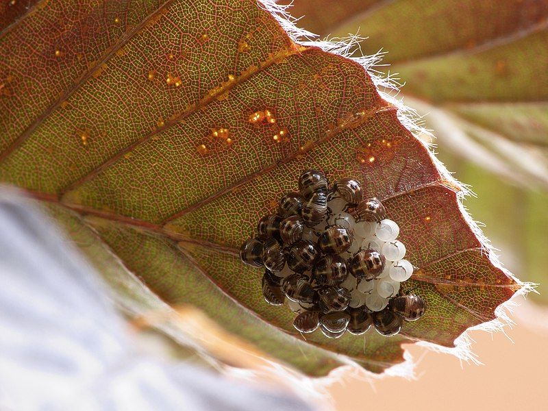 File:Pentatomidae-clutch hatched.jpg