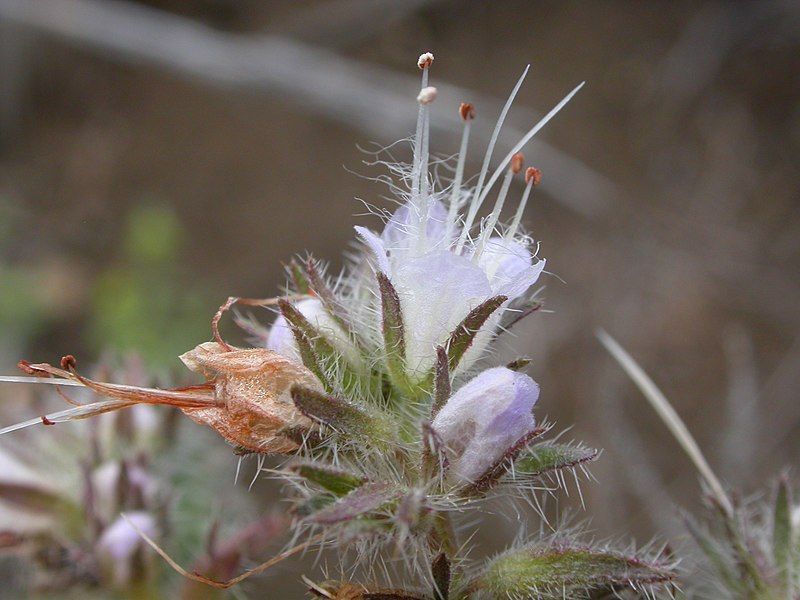 File:Phacelia hastata (3715316804).jpg