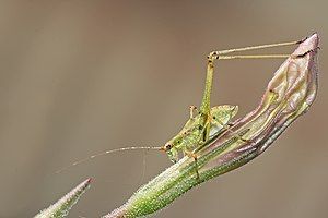 Phaneroptera sp katydid