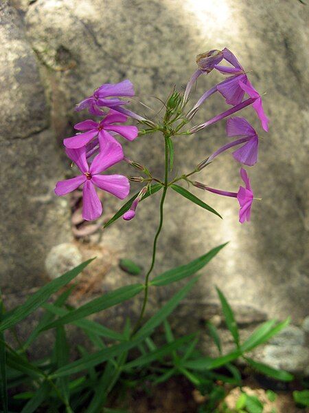 File:Phlox glaberrima.jpg