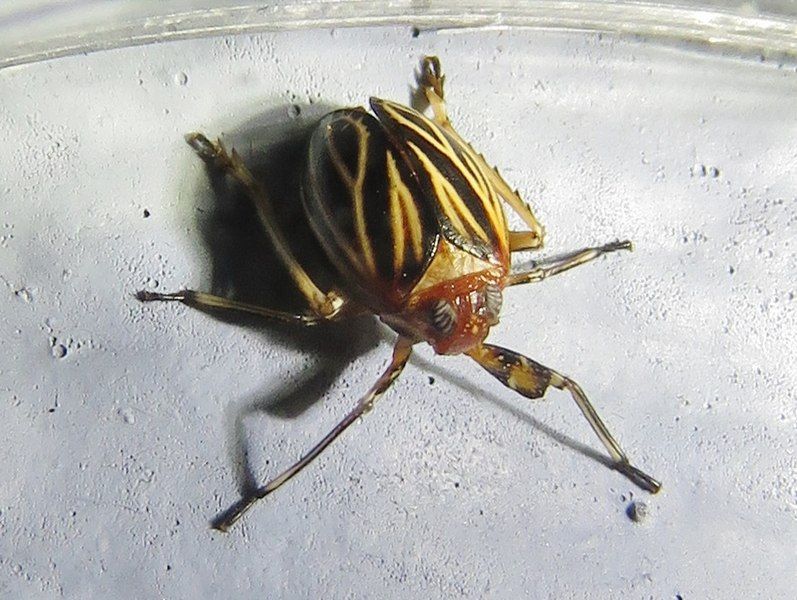 File:Phylloscelis atra.jpg