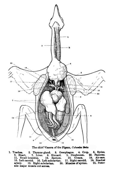 File:PigeonAnatomy.png