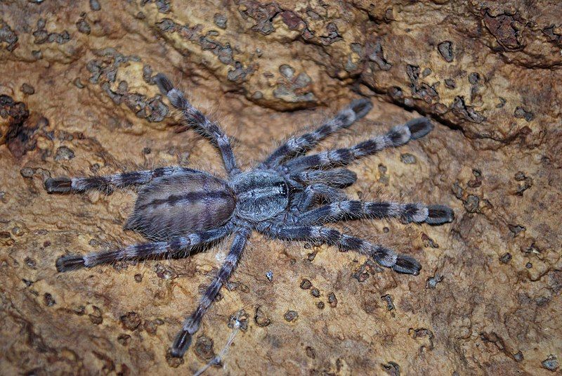 File:Poecilotheria formosa01.jpg