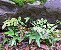 Polypodium scouleri