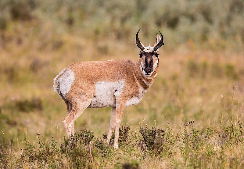 File:Pronghorn Yellowstone.jpg