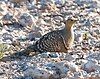 Female Namaqua Sandgrouse