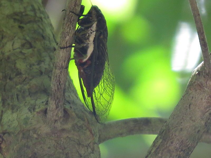 File:Quintilia rufiventris02.jpg