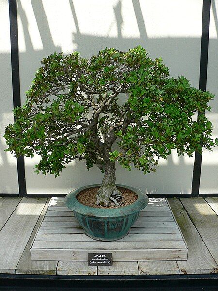 File:Rhododendron bonsai.jpg