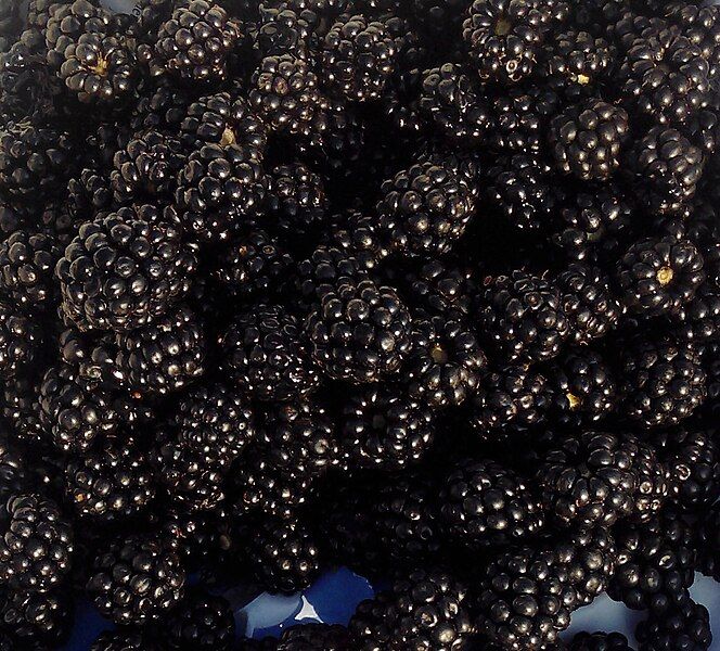 File:Ripe blackberries.jpg