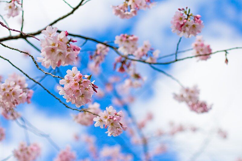 File:Sakura Festival.jpg