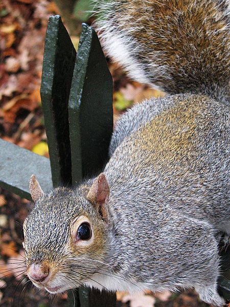 File:Sciurus carolinensis inquisitive.jpg