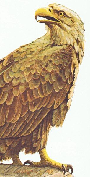 File:Seeadler Detail.pdf